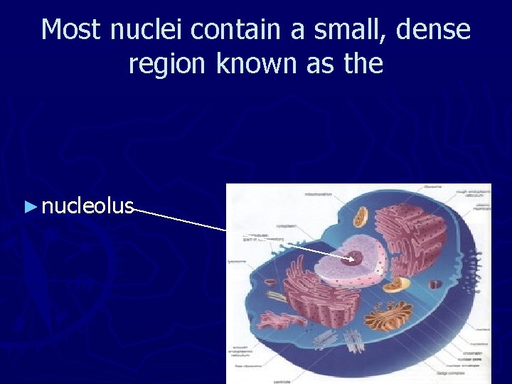 Most nuclei contain a small, dense region known as the ► nucleolus 