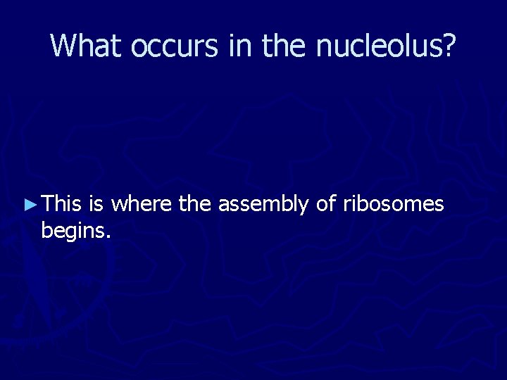What occurs in the nucleolus? ► This is where the assembly of ribosomes begins.