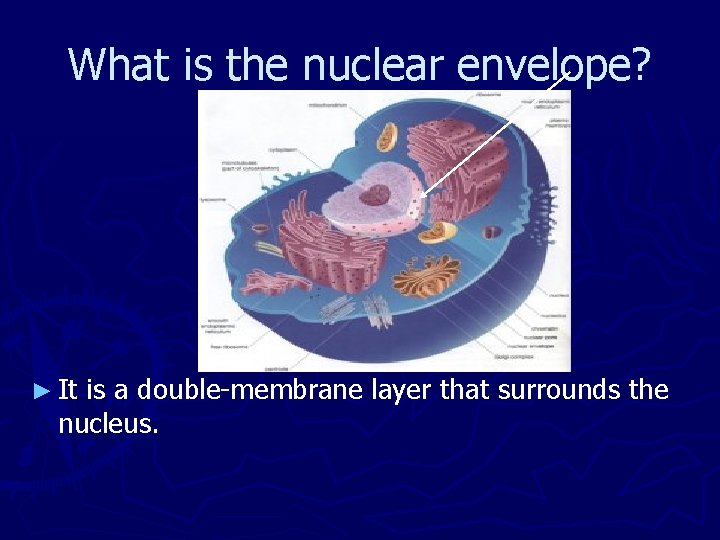 What is the nuclear envelope? ► It is a double-membrane layer that surrounds the