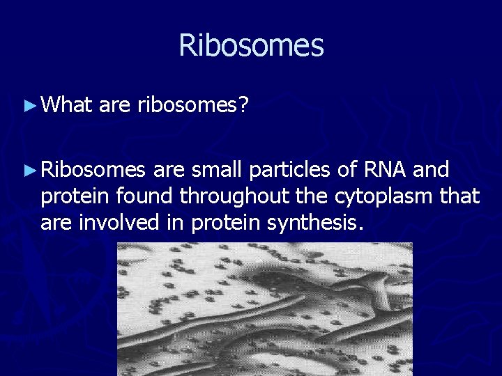 Ribosomes ► What are ribosomes? ► Ribosomes are small particles of RNA and protein