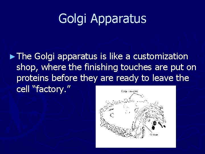 Golgi Apparatus ► The Golgi apparatus is like a customization shop, where the finishing