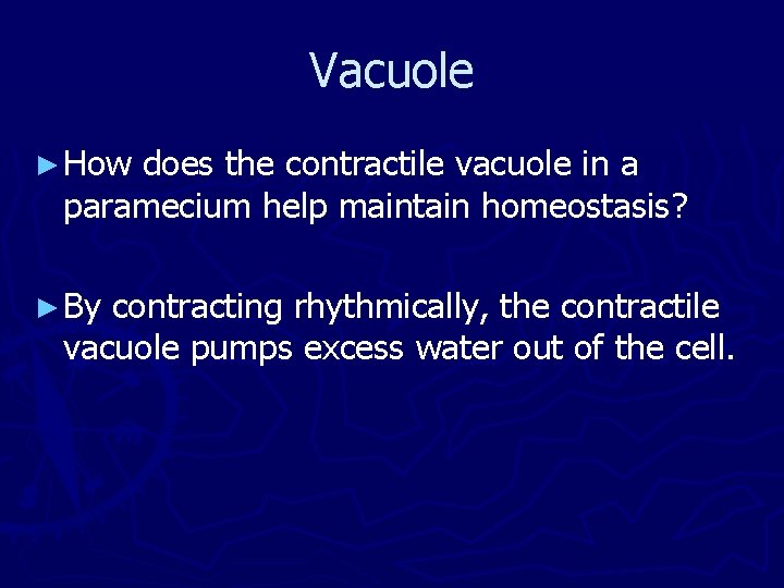 Vacuole ► How does the contractile vacuole in a paramecium help maintain homeostasis? ►