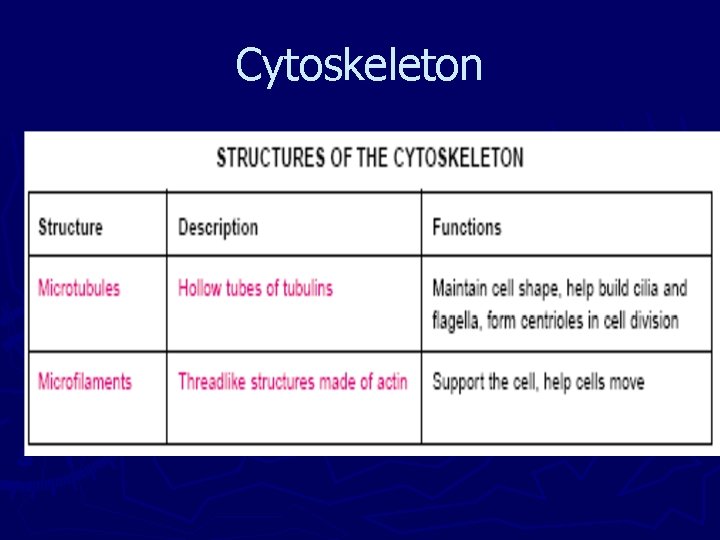 Cytoskeleton 