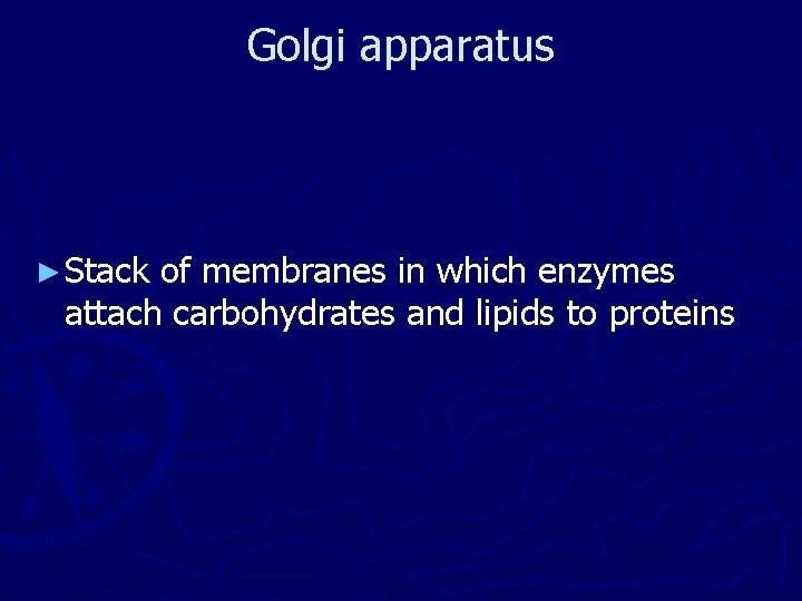 Golgi apparatus ► Stack of membranes in which enzymes attach carbohydrates and lipids to