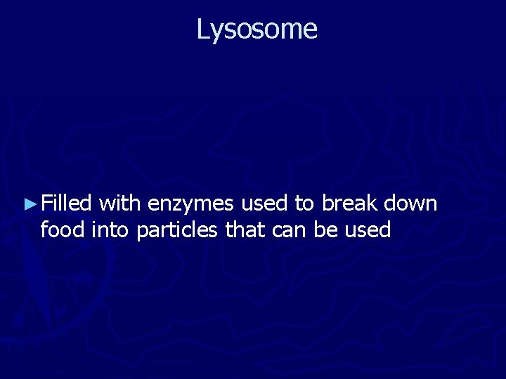 Lysosome ► Filled with enzymes used to break down food into particles that can