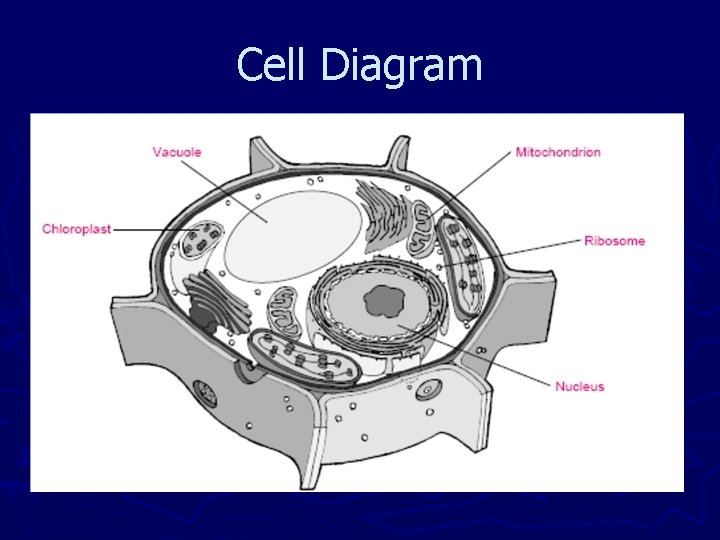Cell Diagram 
