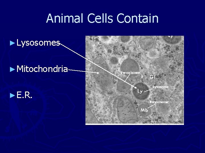 Animal Cells Contain ► Lysosomes ► Mitochondria ► E. R. 