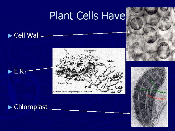 Plant Cells Have ► Cell Wall ► E. R. ► Chloroplast 