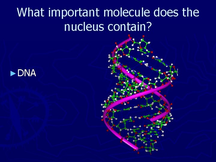 What important molecule does the nucleus contain? ► DNA 