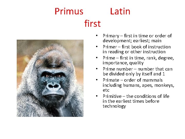 Primus first Latin • Primary – first in time or order of development; earliest;