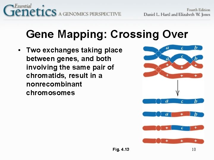 Gene Mapping: Crossing Over • Two exchanges taking place between genes, and both involving
