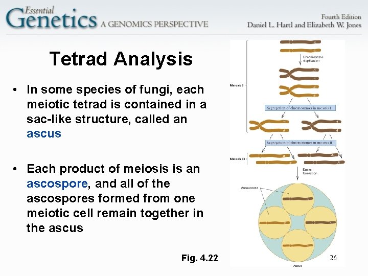 Tetrad Analysis • In some species of fungi, each meiotic tetrad is contained in