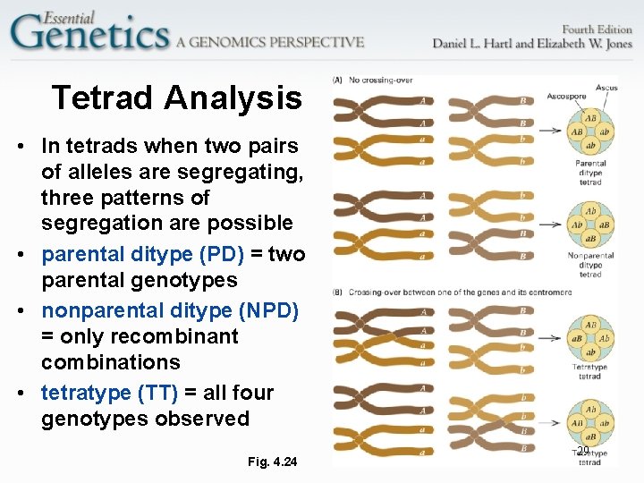 Tetrad Analysis • In tetrads when two pairs of alleles are segregating, three patterns