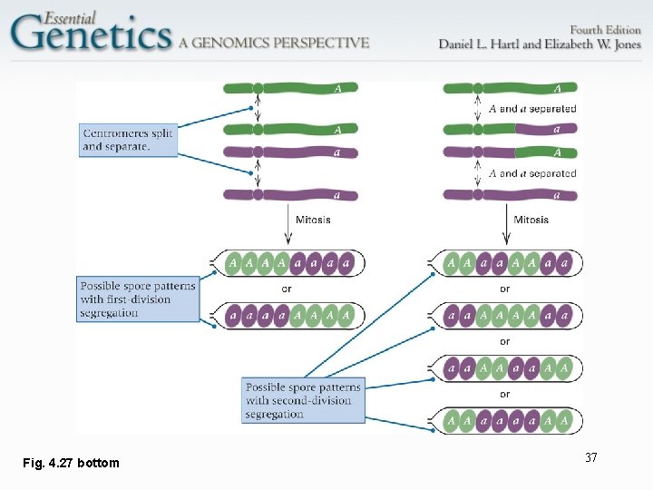 Fig. 4. 27 bottom 37 