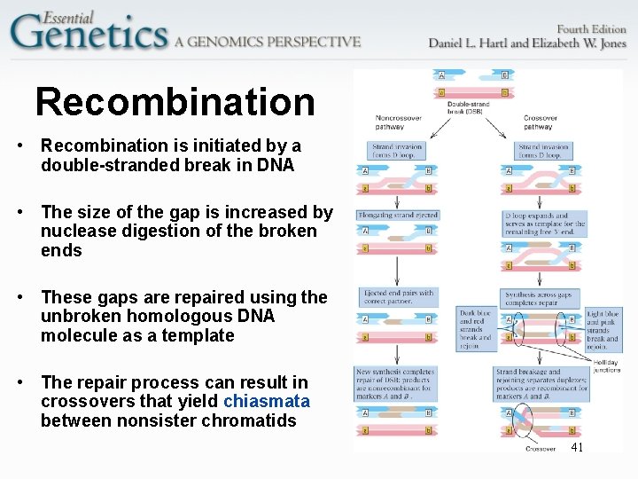 Recombination • Recombination is initiated by a double-stranded break in DNA • The size