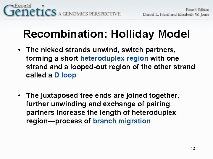 Recombination: Holliday Model • The nicked strands unwind, switch partners, forming a short heteroduplex