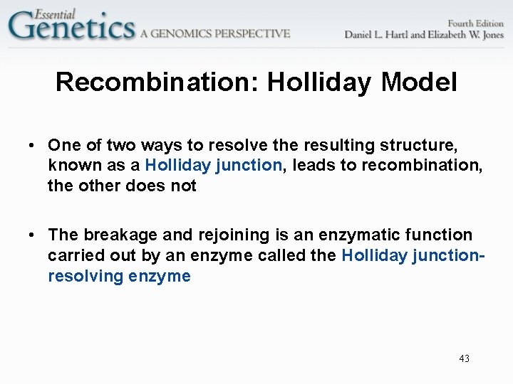 Recombination: Holliday Model • One of two ways to resolve the resulting structure, known