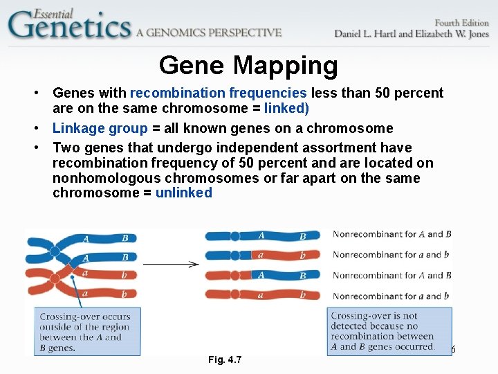 Gene Mapping • Genes with recombination frequencies less than 50 percent are on the