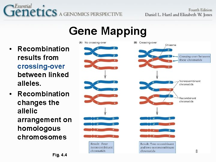 Gene Mapping • Recombination results from crossing-over between linked alleles. • Recombination changes the