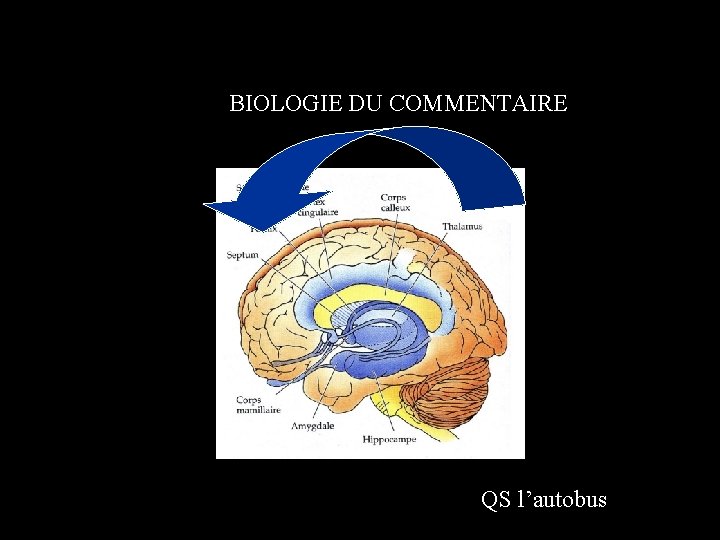 BIOLOGIE DU COMMENTAIRE QS l’autobus 