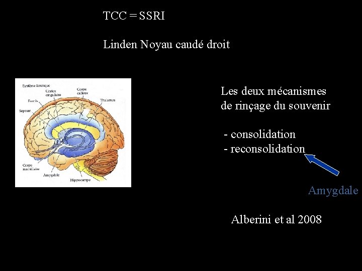 TCC = SSRI Linden Noyau caudé droit Les deux mécanismes de rinçage du souvenir