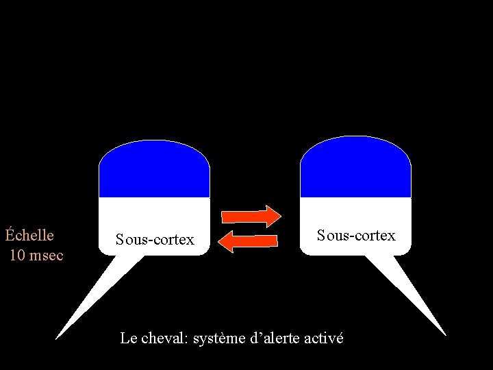 Cortex Échelle 10 msec Sous-cortex Cortex Sous-cortex Le cheval: système d’alerte activé 