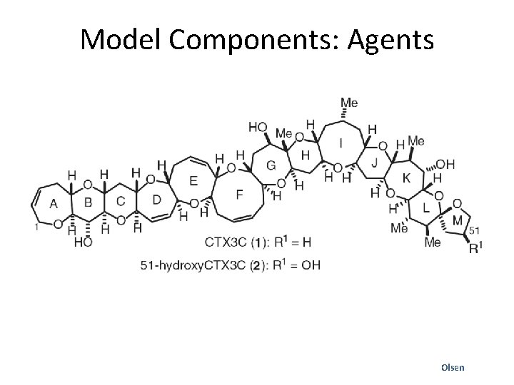 Model Components: Agents Olsen 