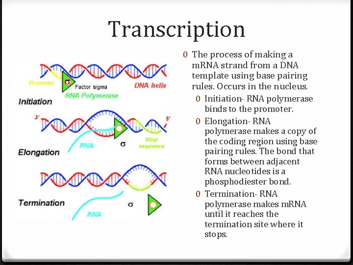 Transcription 0 The process of making a m. RNA strand from a DNA template