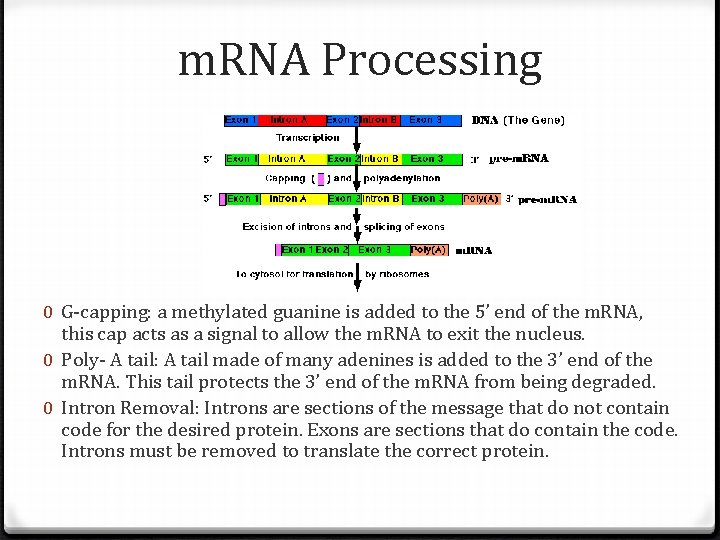 m. RNA Processing 0 G-capping: a methylated guanine is added to the 5’ end