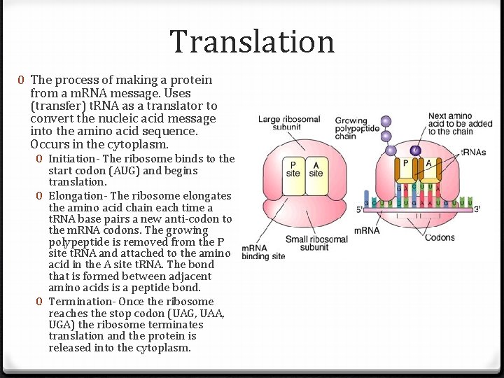 Translation 0 The process of making a protein from a m. RNA message. Uses