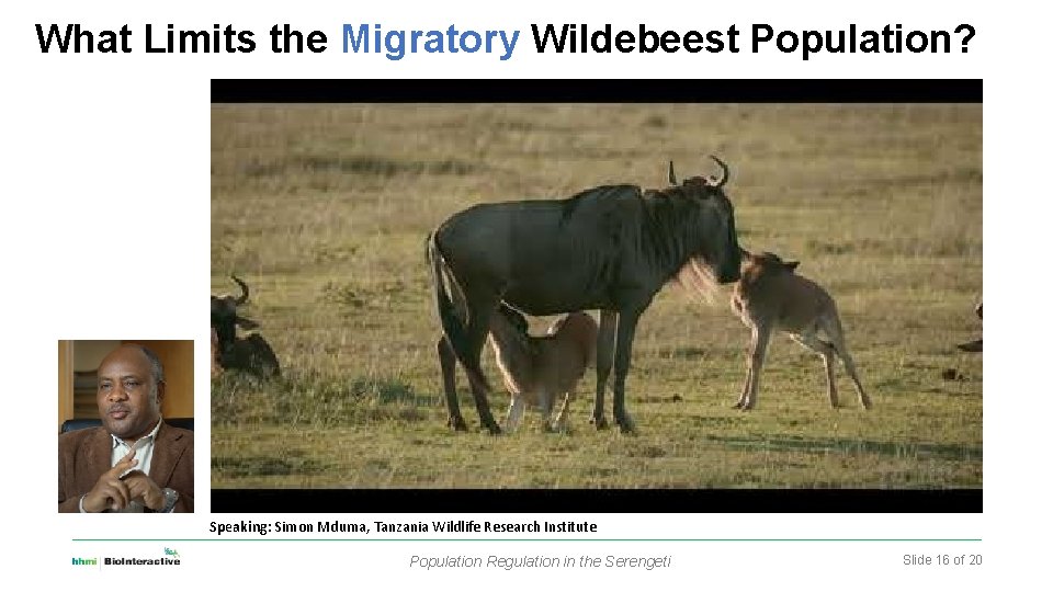 What Limits the Migratory Wildebeest Population? Speaking: Simon Mduma, Tanzania Wildlife Research Institute Population