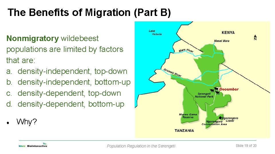 The Benefits of Migration (Part B) Nonmigratory wildebeest populations are limited by factors that