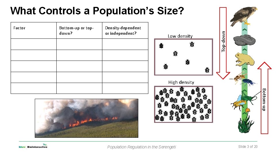 Factor Bottom-up or topdown? Density-dependent or independent? Top-down What Controls a Population’s Size? Bottom-up