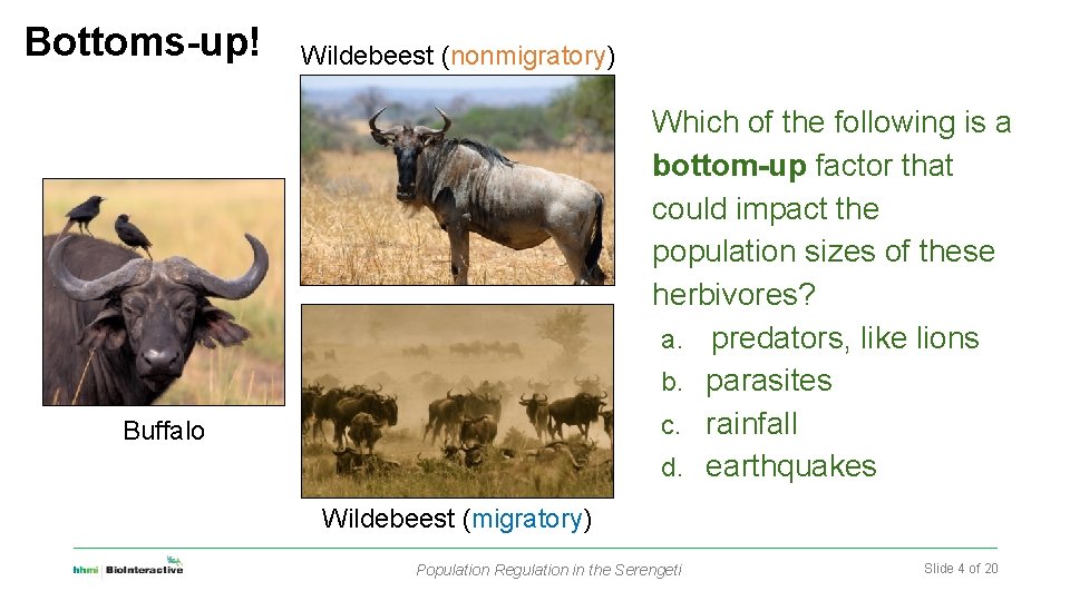 Bottoms-up! Wildebeest (nonmigratory) Which of the following is a bottom-up factor that could impact