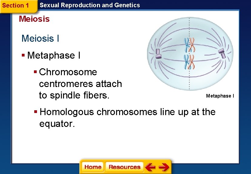 Section 1 Sexual Reproduction and Genetics Meiosis I § Metaphase I § Chromosome centromeres