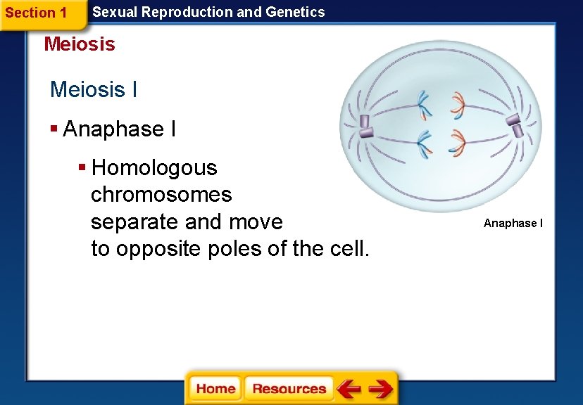 Section 1 Sexual Reproduction and Genetics Meiosis I § Anaphase I § Homologous chromosomes