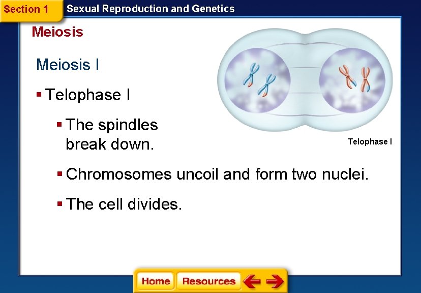 Section 1 Sexual Reproduction and Genetics Meiosis I § Telophase I § The spindles