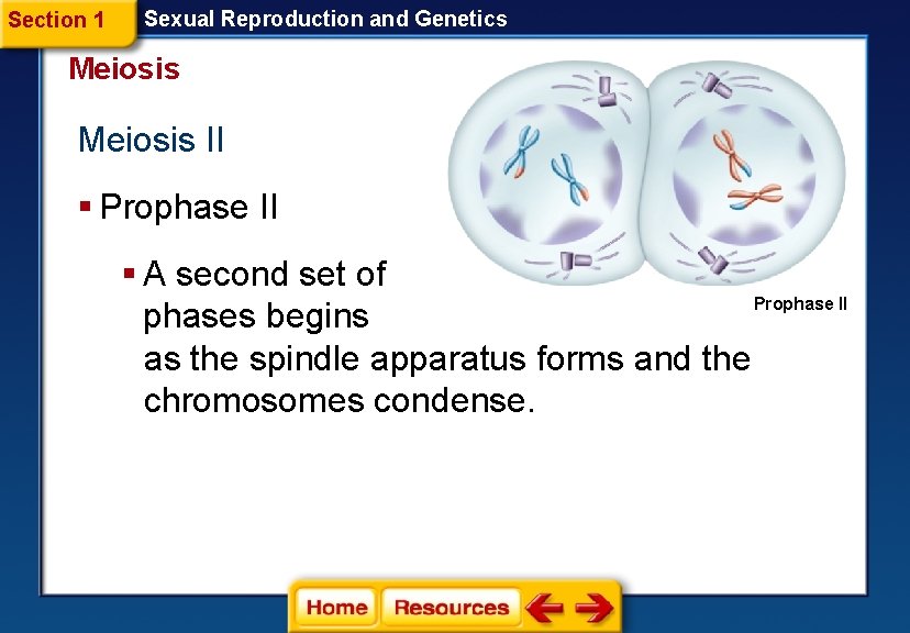 Section 1 Sexual Reproduction and Genetics Meiosis II § Prophase II § A second