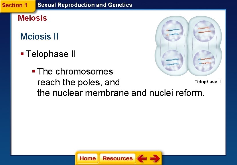 Section 1 Sexual Reproduction and Genetics Meiosis II § Telophase II § The chromosomes