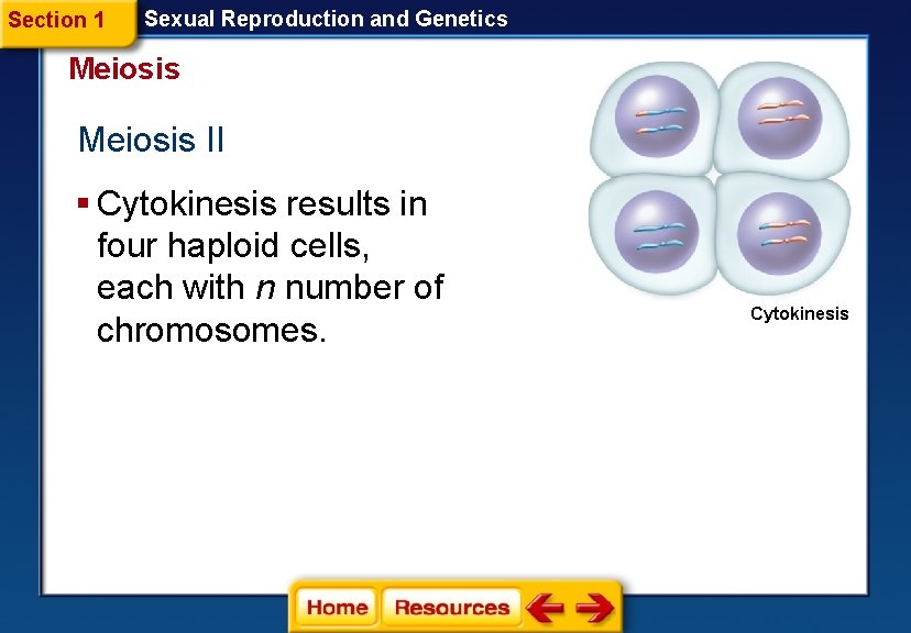 Section 1 Sexual Reproduction and Genetics Meiosis II § Cytokinesis results in four haploid