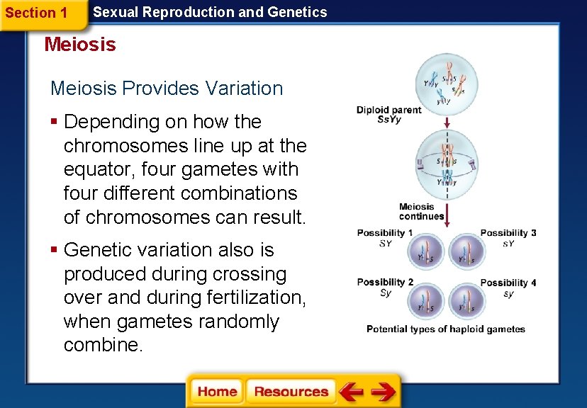 Section 1 Sexual Reproduction and Genetics Meiosis Provides Variation § Depending on how the