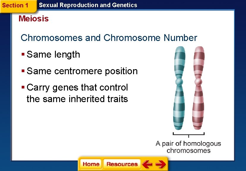 Section 1 Sexual Reproduction and Genetics Meiosis Chromosomes and Chromosome Number § Same length
