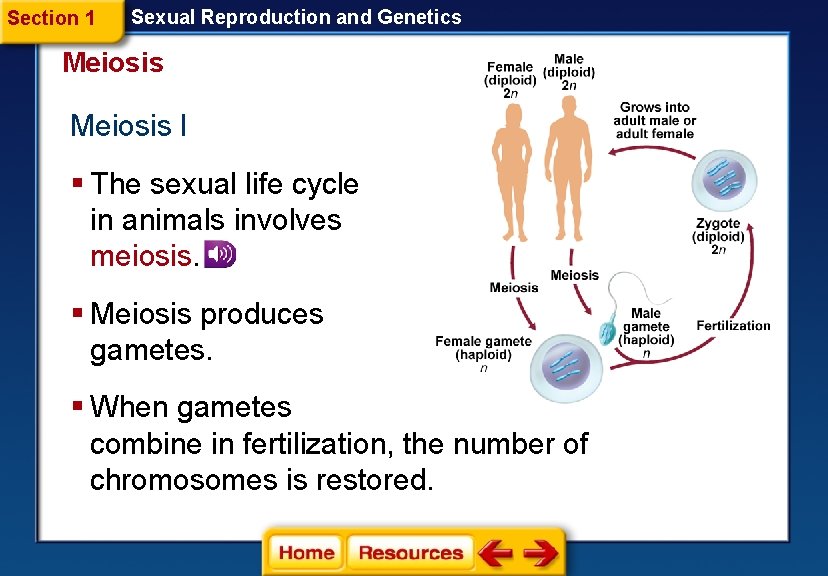 Section 1 Sexual Reproduction and Genetics Meiosis I § The sexual life cycle in