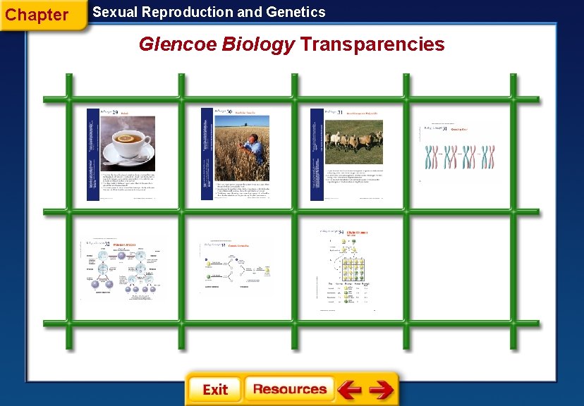Chapter Sexual Reproduction and Genetics Glencoe Biology Transparencies 