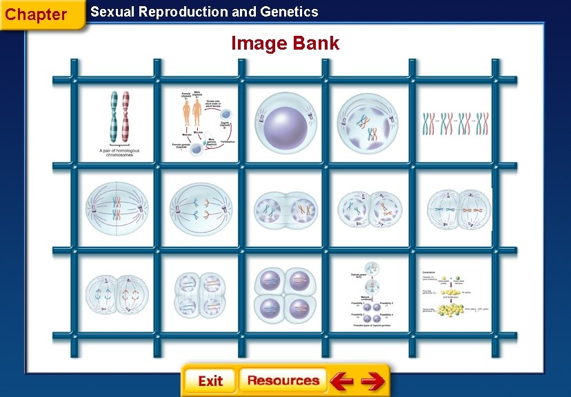 Chapter Sexual Reproduction and Genetics Image Bank 