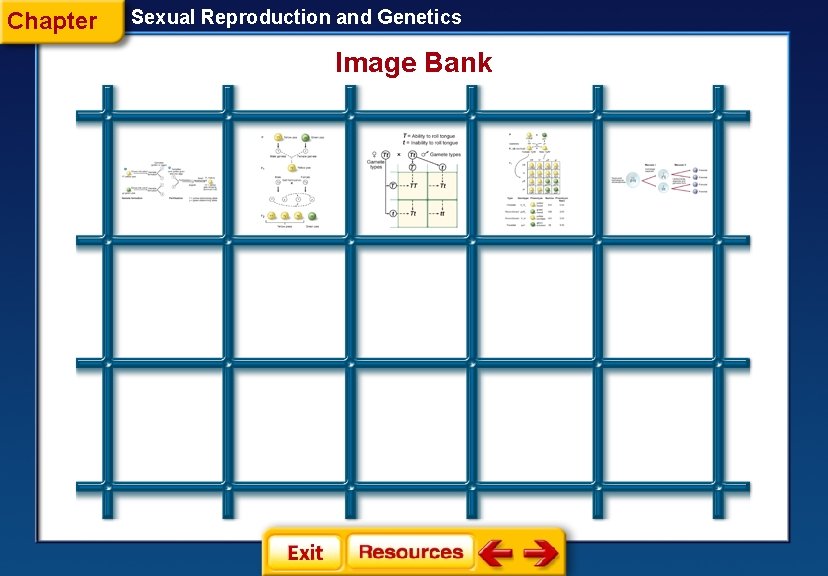 Chapter Sexual Reproduction and Genetics Image Bank 