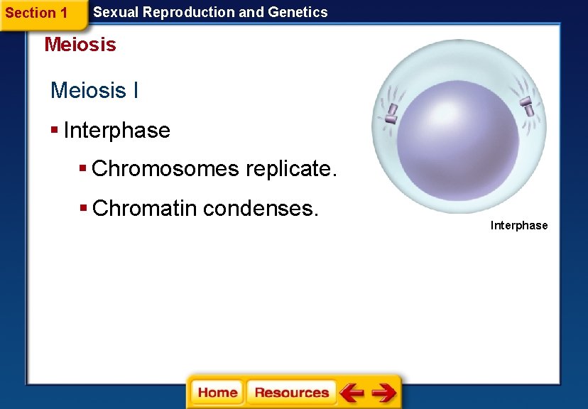 Section 1 Sexual Reproduction and Genetics Meiosis I § Interphase § Chromosomes replicate. §