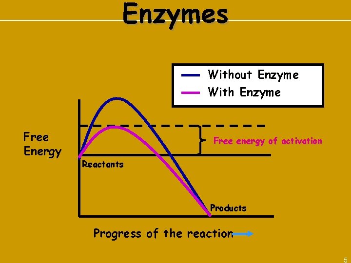 Enzymes Without Enzyme With Enzyme Free Energy Free energy of activation Reactants Products Progress