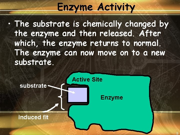 Enzyme Activity • The substrate is chemically changed by the enzyme and then released.