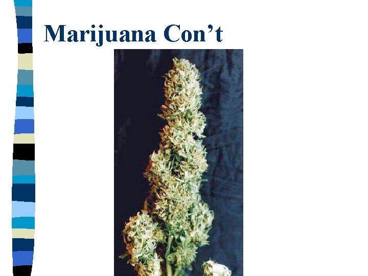 Marijuana Con’t 